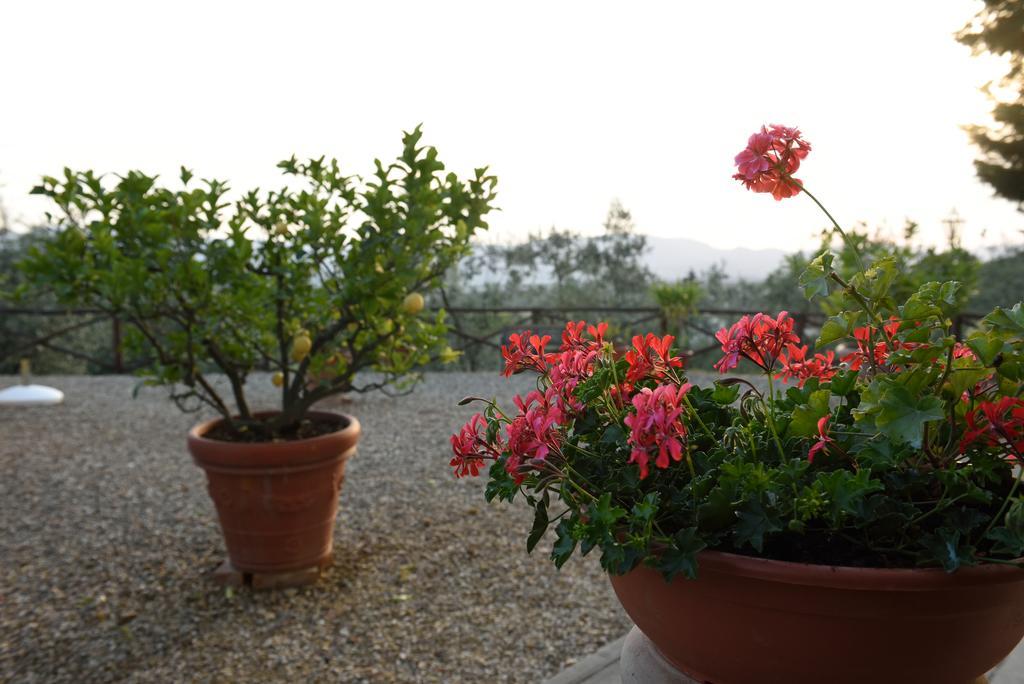Agriturismo La Casuccia Castelfranco di Sopra Zewnętrze zdjęcie